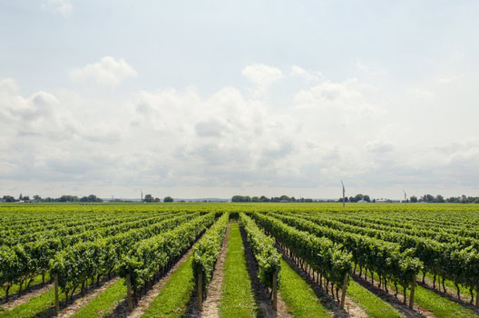Vineyard rows at Rendez-vous Winery under a partly cloudy sky, showcasing lush grapevines in a scenic agricultural landscape.